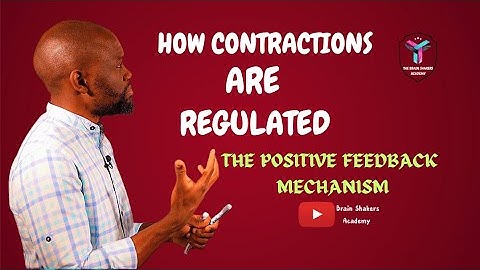 How CONTRACTIONS are Regulated - The Positive Feedback Mechanism