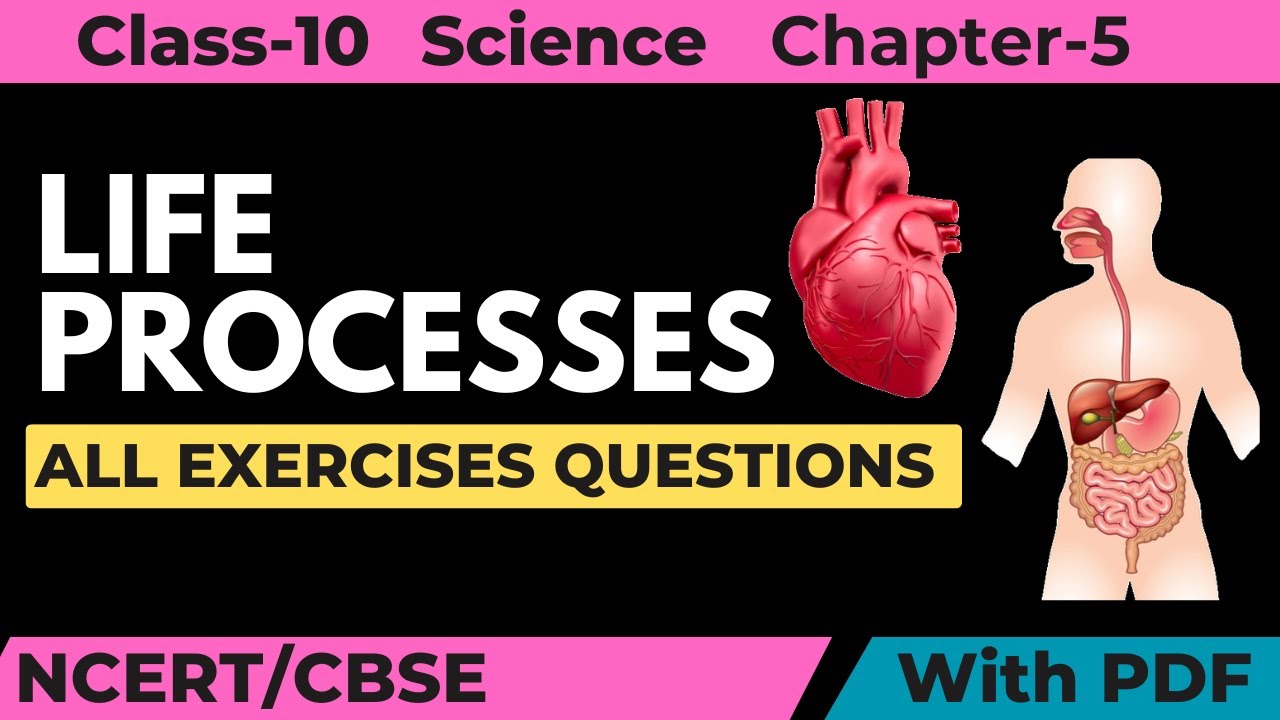 LIFE PROCESSES-All Exercises Questions NCERT Solutions Class 10th ...