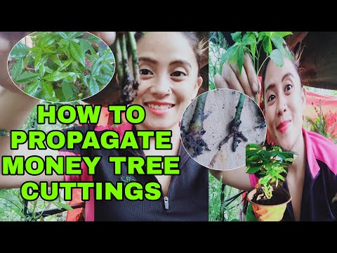 Video: Money Tree Reproduction Methods: Paano Magpalaganap ng Money Tree