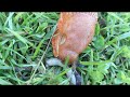 Une limace tue un ver de terre pour le manger  putain de limace