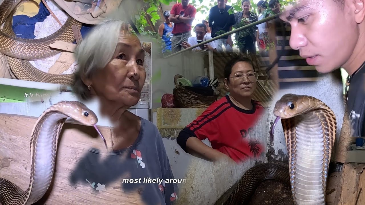 TATLONG COBRA SA LOOB NG KWARTO NG MATANDA