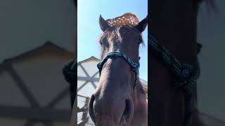Horse takes woman’s cowboy hat and wants to wear it himself