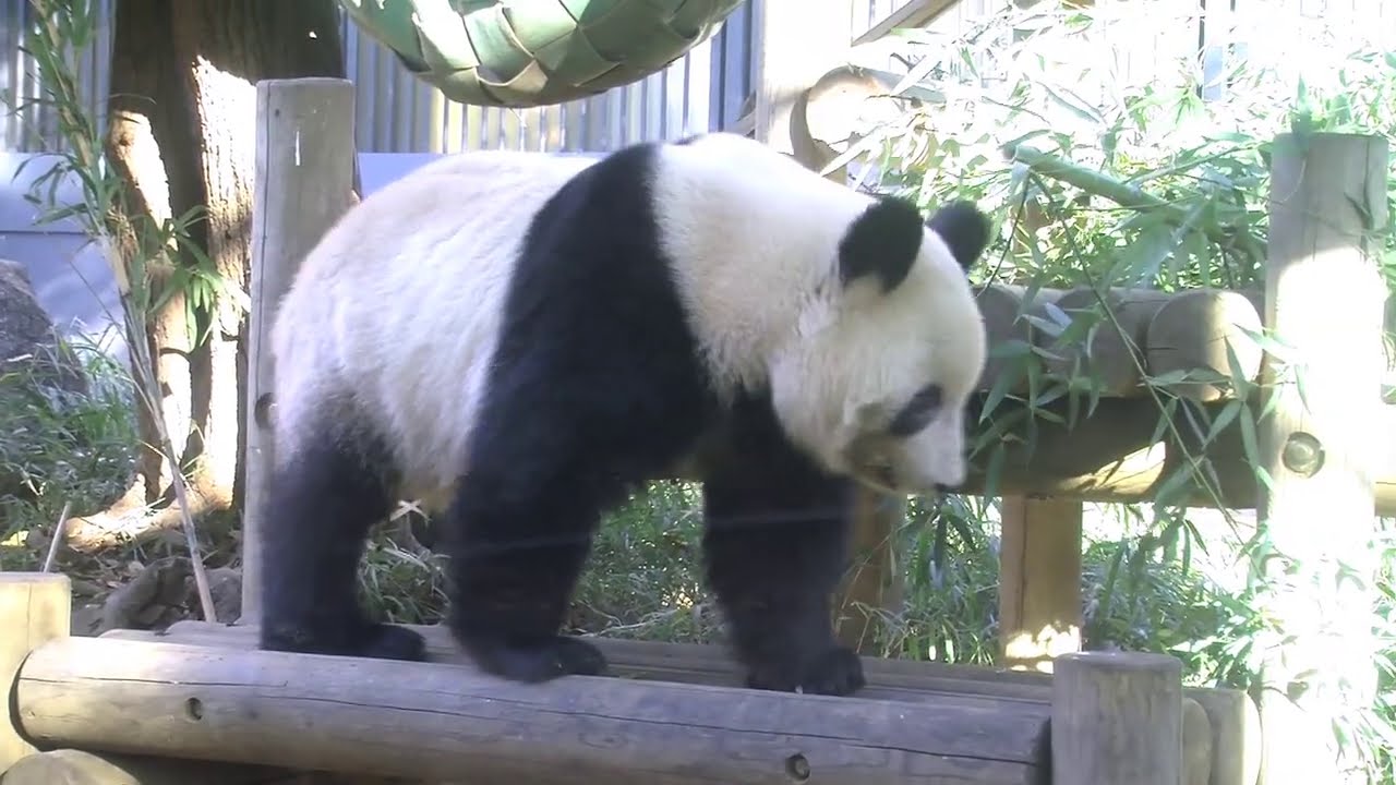 Junsu とシャン子さん パンダ自身を連れ帰りました Memories Storage