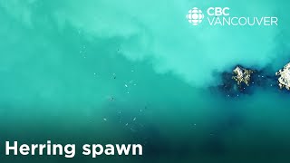 Why does the coast of Vancouver Island turn turquoise every spring? | Herring spawn explained