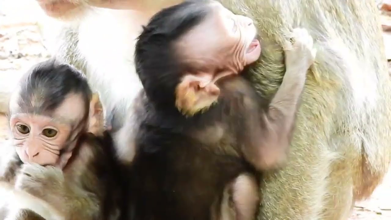 Baby Monkey Biden Was By Old Mom Tara, He Need Mom Bertha
