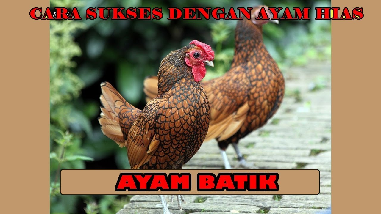 Bisnis ayam batik Itali dan ayam batik kanada | Peluang bisnis 