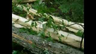 LIghtning Splits Tree in Two