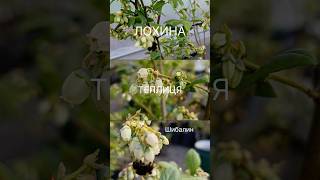 Лохина #лохина #теплиця