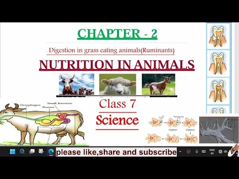 7th class science | Digestion in grass eating animals,in amoeba,tooth decay