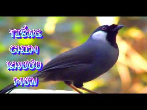 Video Tiếng Hót Chim Khướu| chim khướu hót buổi sáng giọng... - youtube