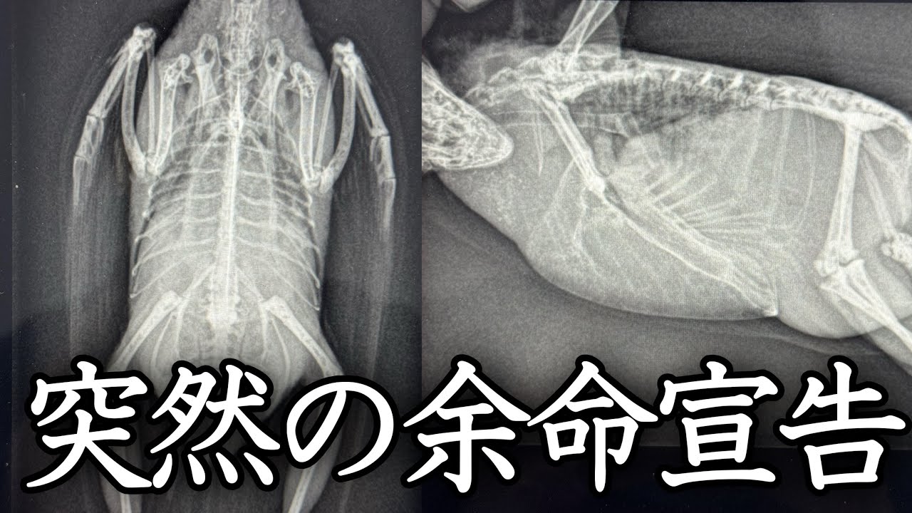 おもちの病気と余命宣告についてお話しします【サザナミインコ】 - YouTube