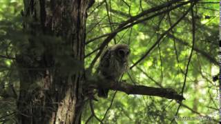 Baby Barred Owl