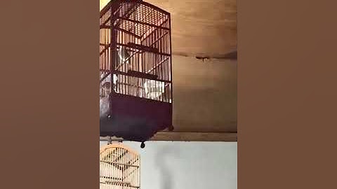 MASTERAN PRENJAK KLIK GACOR,BREN,NEMBAK