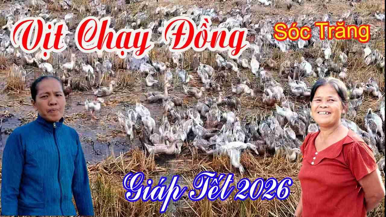 Vịt chạy đồng – Nét đẹp mùa giáp Tết miền Tây SÓC TRĂNG QUÊ HƯƠNG TÔI