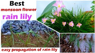 रैनलिली को कब और कैसे लगाए!best way to grow rainlily/zephyranthes(with update) divide your rain lily