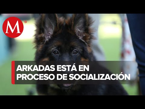 Arkadas, perrito rescatista, comienza con su etapa de adiestramiento