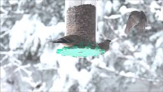 SlowMo Bird Compilation