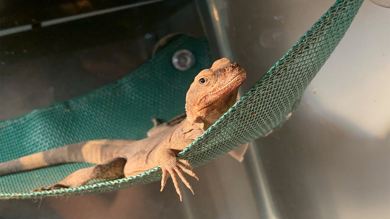 cute animal videos short Lizard Commentary!