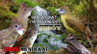 Suara Pikat Burung Cucak Jenggot Ribut. 💯% Mendekat