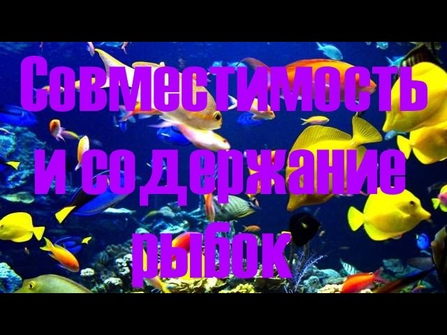 Совместимость и содержание аквариумных рыбок! Как подобрать рыбок
