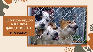 Вводное Видео о Фонде PET4U - Влог 1.
