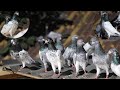 Shafiq Sir Gifted Sarjan SK Giribaz Pigeons Night View