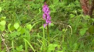 Orchis mascula - The Early Purple Orchid