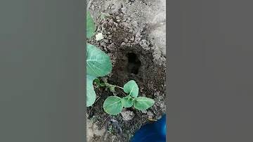 Топлю крота! Сколько нужно воды, чтобы крот уплыл с огорода!