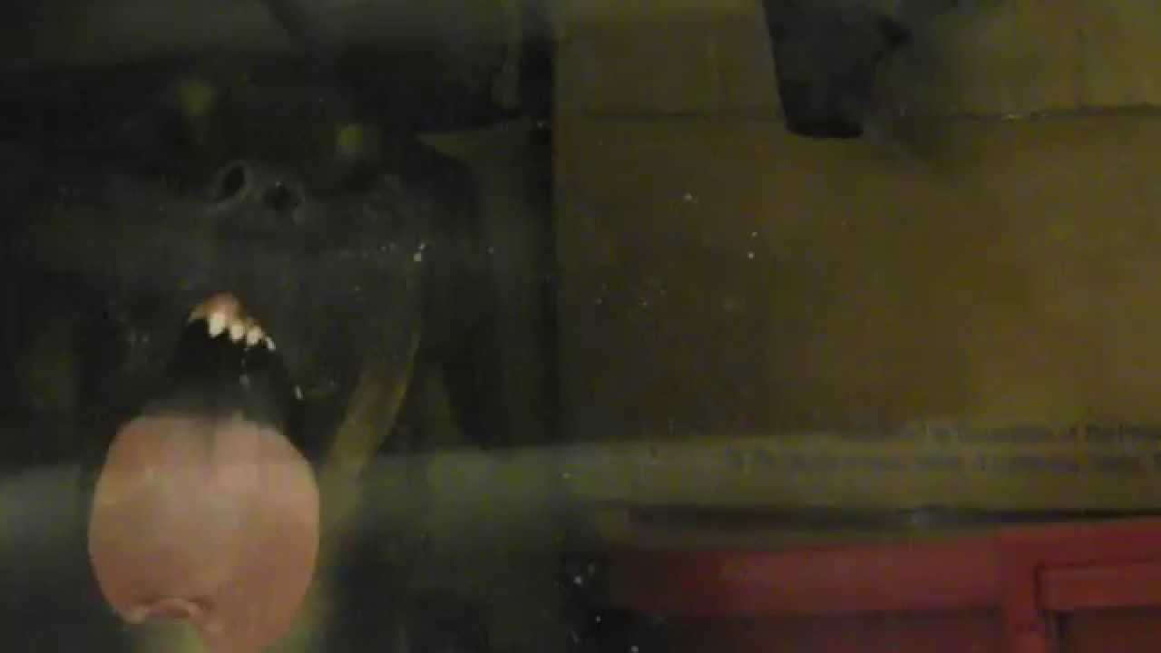 dog licking window YouTube