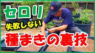 【目指せ！5アール200万円！】失敗しないセロリ種まきの裏技