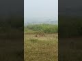 Nagarhole Tiger & Deer Hunt Live 🐅🦌