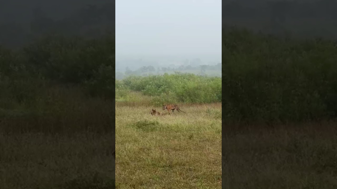Kabini Nagarhole Tiger Hunting Deer live video 