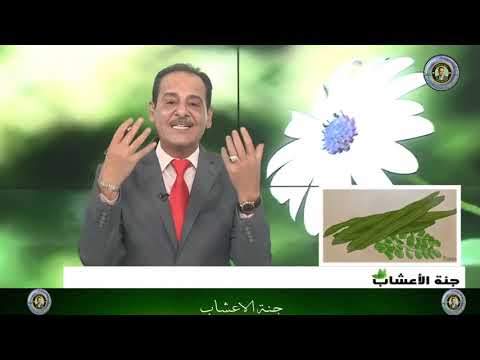 فوائد نبتة المورينجا المدهشة وكيفية استخدامها مع المغفور له بإذن الله تعالى خبير الاعشاب حسن خليفه
