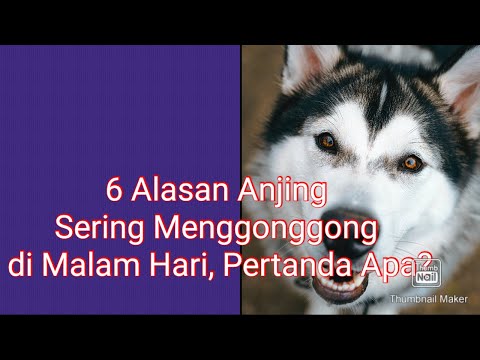 Video: Alasan Mengapa Anjing Anda Takut