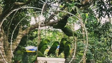 Serindit/Gangster terungul#animals #viral #shortvideo #serinditbetina