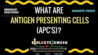 What are Antigen Presenting Cells or APC? Mechanism Explained with B cell as APC