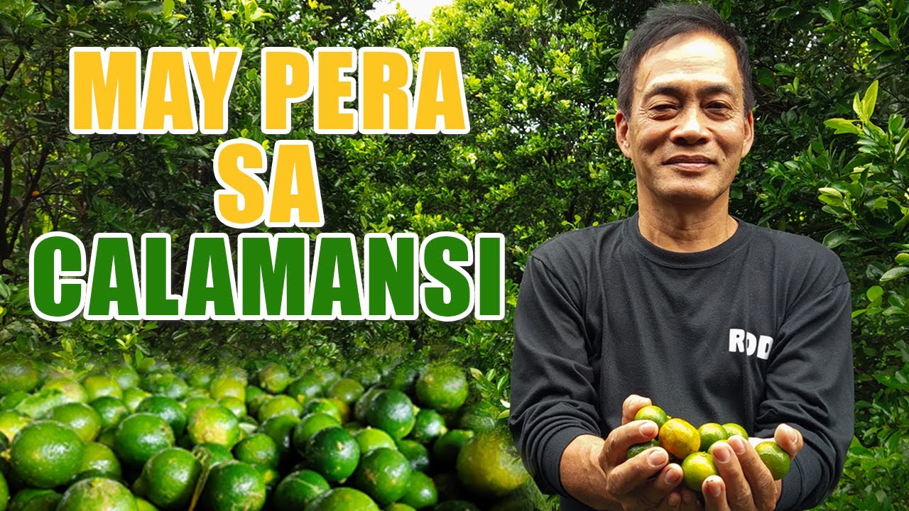 Calamansi Farming | May Pera Sa Calamansi: A Success Story Of Mr. Rodrigo Mercado | Avidio Stories