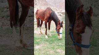 Wild Horse,Horse,Wild Horses,Horses,Horse Rescue,Rescue Horse,Horse Training,Horse Shorts,Horse