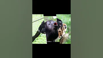 Черный ревун