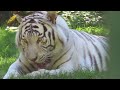 White Tiger