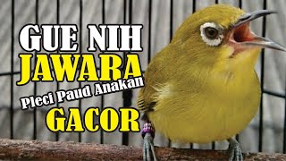 Pleci Paud Belajar Bunyi Pleci Paud Anakan Calon Juara