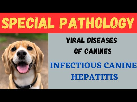 Infectious Canine Hepatitis