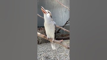 Thumbnail of Kookaburra Laugh - Cincinnati Zoo #shorts