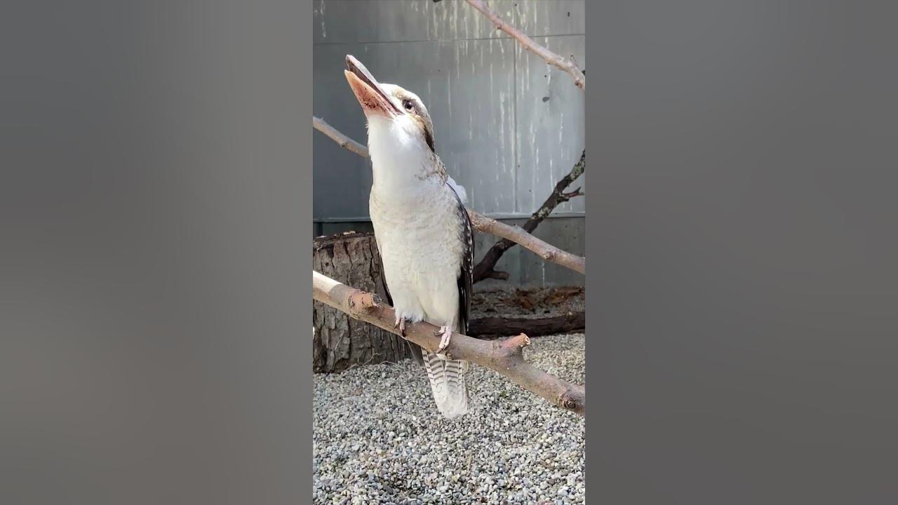 Kookaburra Laugh - Cincinnati Zoo #shorts