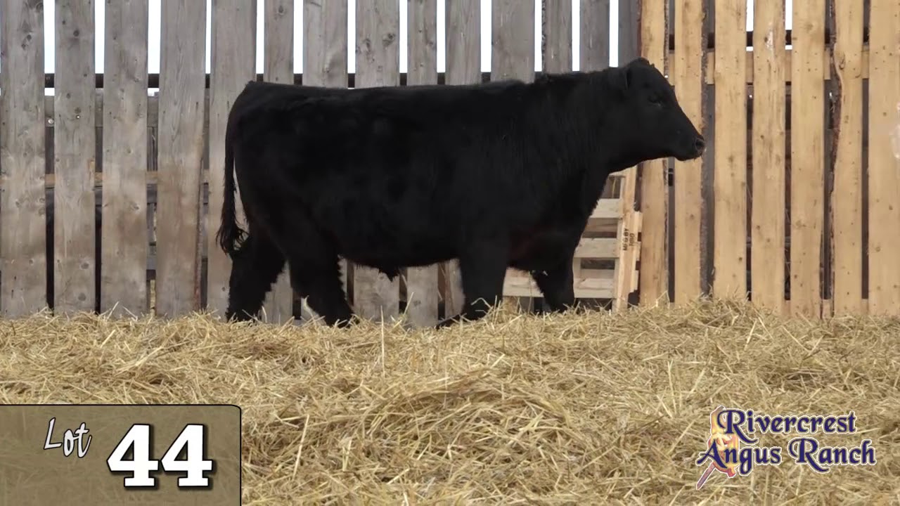 Lot 44 -Rivercrest Angus Ranch 2020.mp4 - YouTube