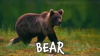 Woodland Creatures! Cutest Forest Animals for Kids!