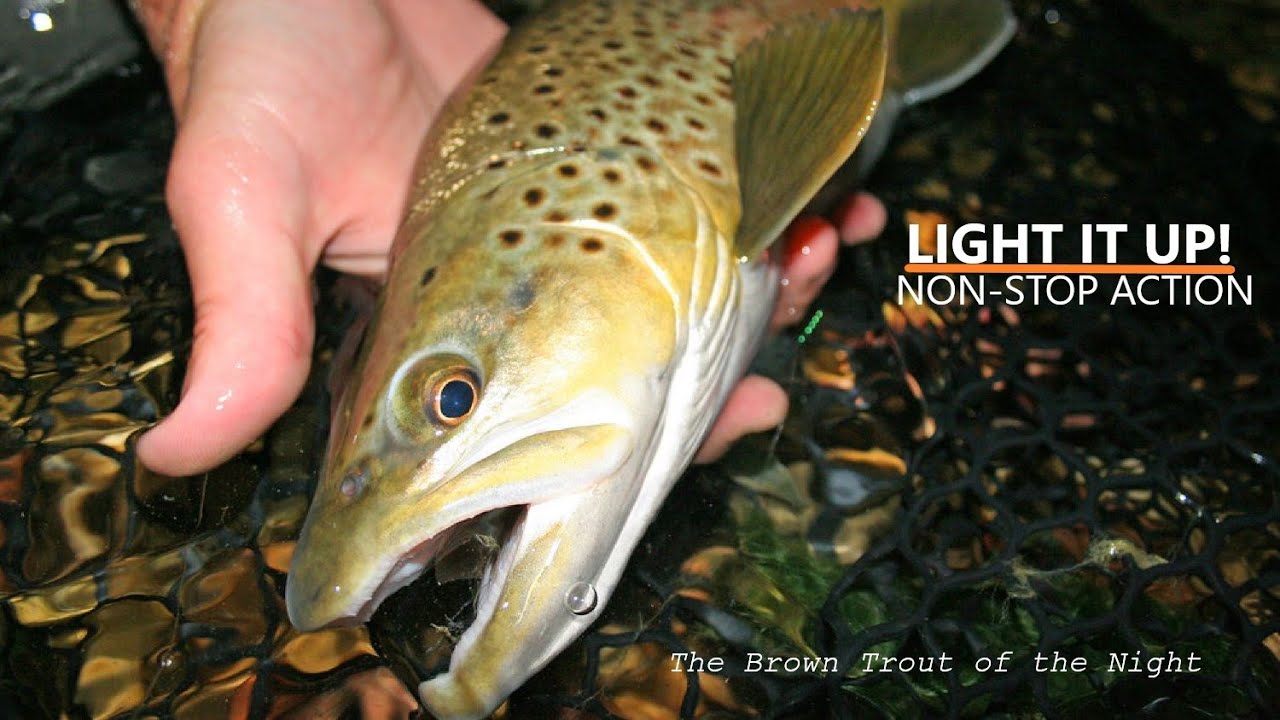Night Fly Fishing for Brown Trout in Colorado YouTube