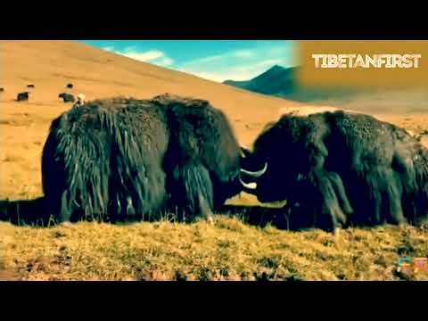 Tibetan Yak Fights Compilation | part 1｜བོད་ཀྱི་གཡག་འཛིང་།