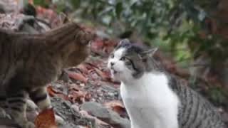 Autotuned Cat Fight