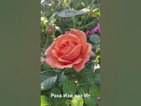 Роза изи Даз Ит/ rose easy does it #розарий #цветы #розы #садоводство # ...